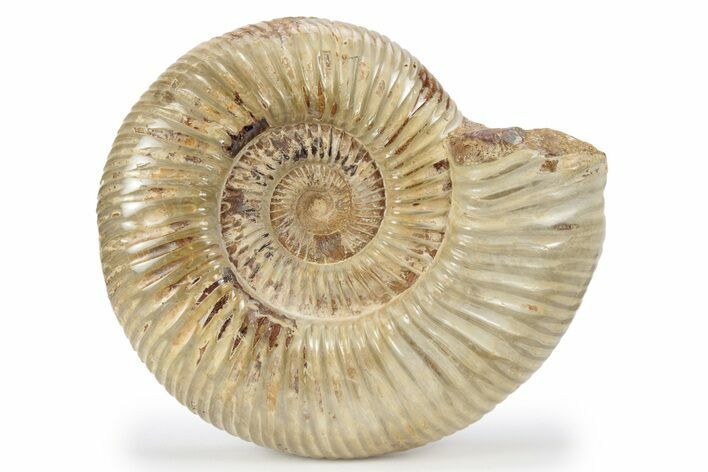 Jurassic Ammonite (Perisphinctes) - Madagascar #241565